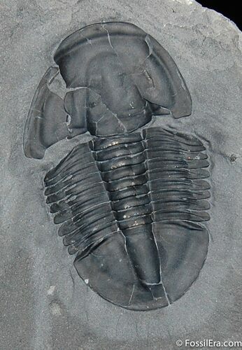 Inch Asaphiscus Trilobite - Great Shell #243